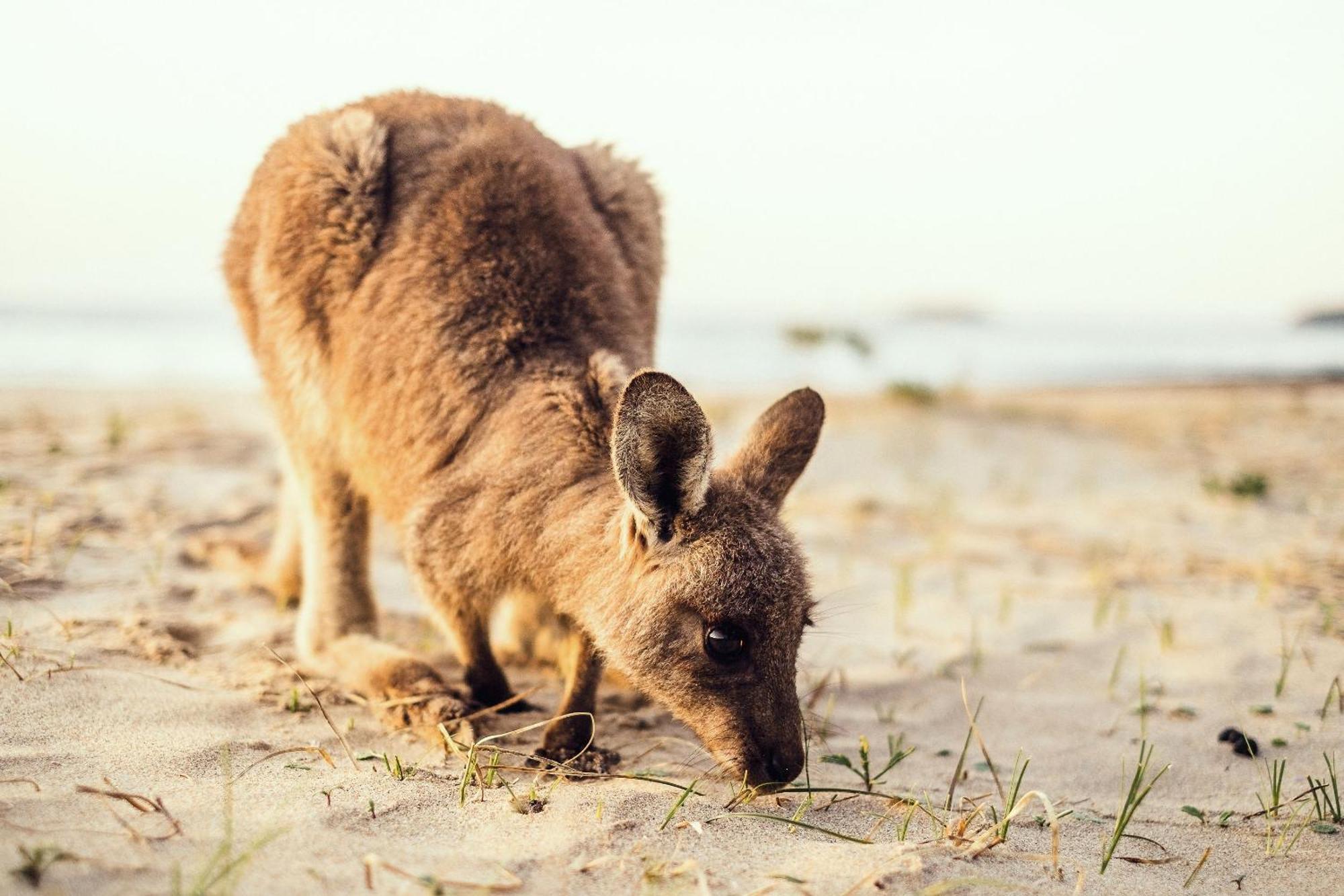 Pebbly Beach Escape East Lynne Eksteriør billede